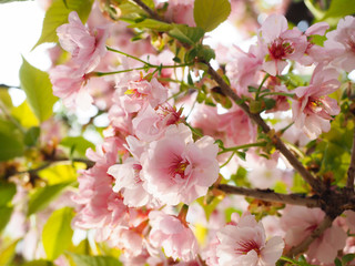 Beautiful cherry blossoms attract tourists in Japan.