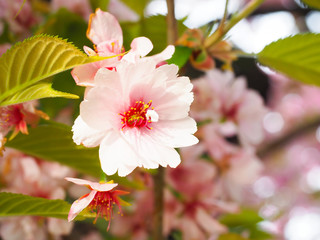Beautiful cherry blossoms attract tourists in Japan.