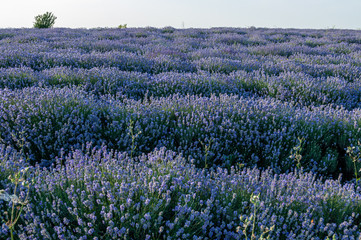 Fototapeta premium Flowers in the lavender fields in the Bulgaria mountains.
