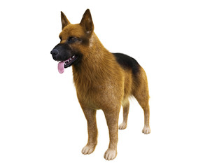 3d rendered illustration of a german shepherd on white background