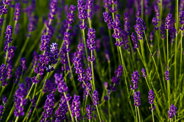 Lavender full frame texture, selective focus.