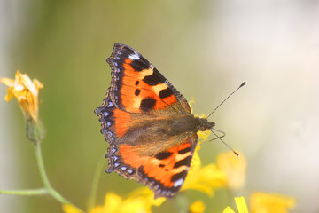 butterfly on yellow flowers