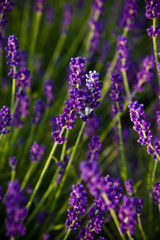 Fototapeta na wymiar Lavender full frame texture, selective focus.