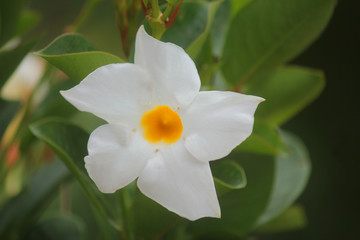 flower with white petal and yellow © nicola_romano