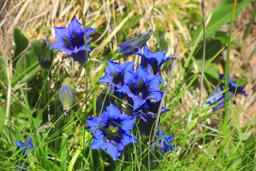 gentian flowers in the meadow