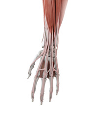 Obraz na płótnie Canvas 3d rendered medically accurate illustration of the hand muscles