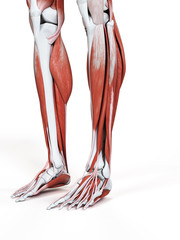 Obraz na płótnie Canvas 3d rendered medically accurate illustration of the leg muscles