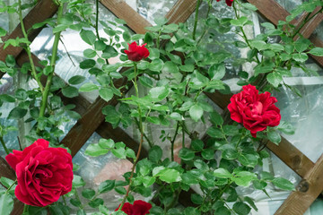 Red climbing rose curls on the wall in the garden on the dacha