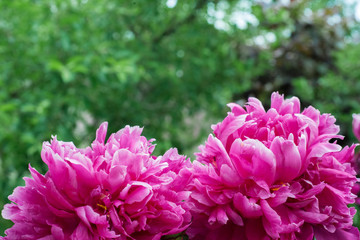 Pink flowers peonies flowering on background pink peonies. Peonies garden.