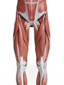 3d rendered medically accurate illustration of the leg muscles