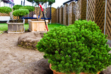 Home garden landscaping, planting new decorative trees in house backyard.