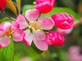 Beautiful flower on the way Waiting for visitors to visit