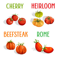 Vector set. Illustration of cherry, heirloom, rome, beefsteak tomatoes isolated.