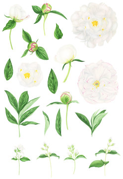 Set of white peonies and jasmine flowers, watercolor painting.