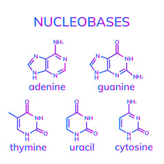 Pyrimidine and purine nucleobases on white background