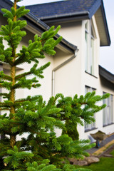 Fototapeta na wymiar A fresh pine tree in front of a modern house.