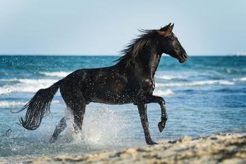 Black Berber stallion cantering through the Mediterranean Sea