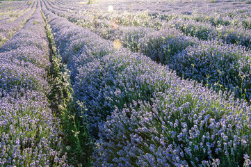 Flowers in the lavender fields in the Bulgaria mountains.