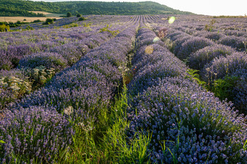 Fototapeta premium Flowers in the lavender fields in the Bulgaria mountains.