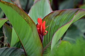 red tropical flower