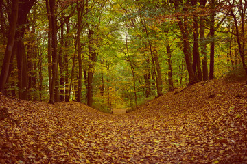 Herbstwald