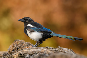 Fototapeta premium European Magpie - Pica pica, common black and white perching bird from European gardens and forests, Hortobagy National Park, Hungary.