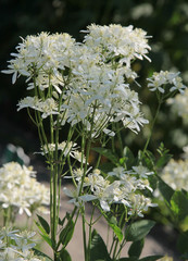 Fototapeta premium ranunculacea plants with white flowers