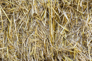 straw, dry straw texture background, vintage style for design.