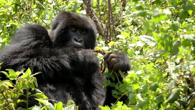 Mountain Gorilla in Volcano National Park Rwanda
