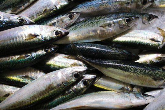 Fresh Atlantic chub mackerel fish