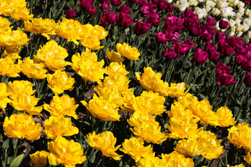 Beautiful bouquet of tulips nature background.