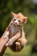 Ginger kitten in the hands of man