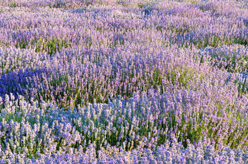 Flowers in the lavender fields in the Bulgaria mountains.