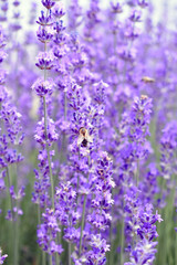 A bee collects pollen from a lavender field.