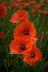 Fototapeta premium Vertical poppies line