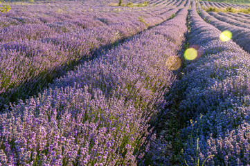 Flowers in the lavender fields in the Bulgaria mountains.