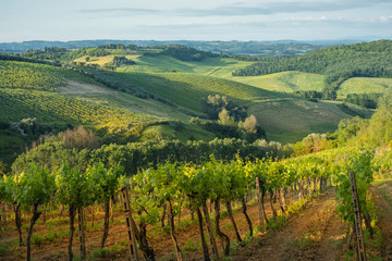 Fototapeta na wymiar Tuscany sunny landscape. Typical for the region tuscan farm house, hills, vineyard. Italy