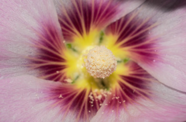 Mallow flower white pink purple large size pistil stamen pollen for design background