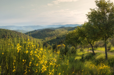 Tuscany sunny landscape. Typical for the region tuscan farm house, hills, vineyard. Italy