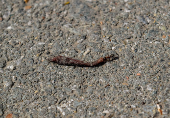 ant and earthworm
