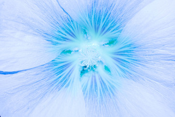 Mallow flower neon blue pink purple large size pistil stamen pollen for design background