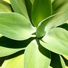 Aloe Vera plant full frame close up