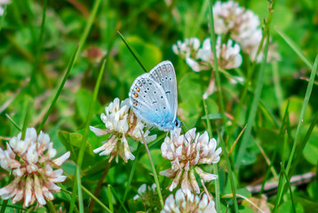 A small blue butterfly - bluebird butterfly (lat. Lycaenidae), sits on a flower of white clover. 
