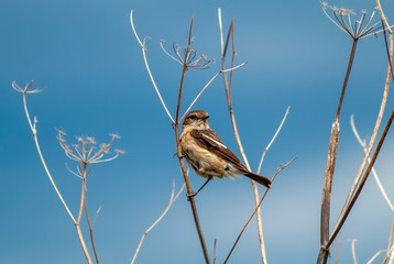Little meadow bird (female) - Stonechat (Saxicola torquata), sits on a dry branch of a plant.