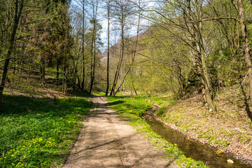 Fototapeta na wymiar path in the forest Kobylanska Valley Poland