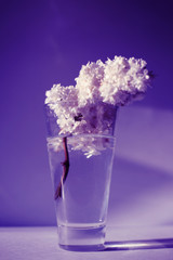 White branches of lilac in glass vase on gray background. Spring branch of blooming lilac on the table with gray background. Fallen lilac flowers on the table.