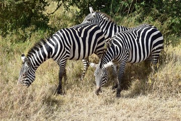 Fototapeta na wymiar Zebras at Nairobi National Park