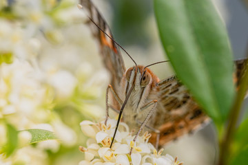 Schmetterling