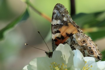 butterfly on flower