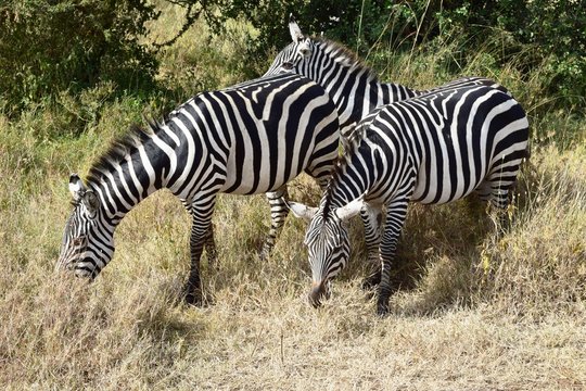 Zebras at Nairobi National Park